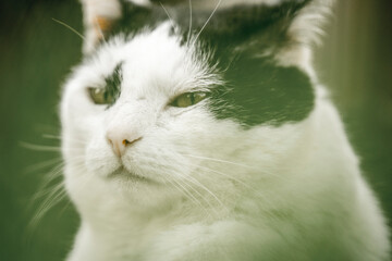 black and white cat chilling in the garden animal feline cute