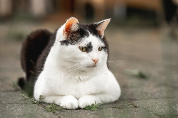 beautiful black and white cat feline chilling inside in beautiful brown cozy interior sleep sleeping © PIC by Femke