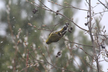 siskin bird on a branch