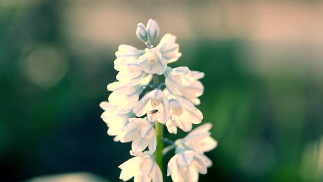 Flower Pushkinia. Beautiful white with blue line flower Pushkinia close-up. Primrose. Early flowers of primroses Pushkinia. Petals and stamens of blooming flowers on a blurred green background