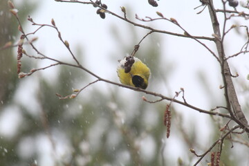 siskin bird pecking alder cones in mid-May during snowfall