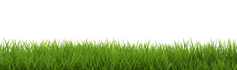 Green Grass Border Isolated White Background