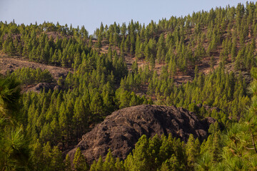 Paisaje de pinar en la cumbre de la isla de Gran Canaria, España