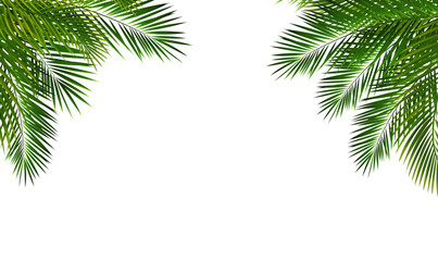 Palm Tree Branch Isolated White Background