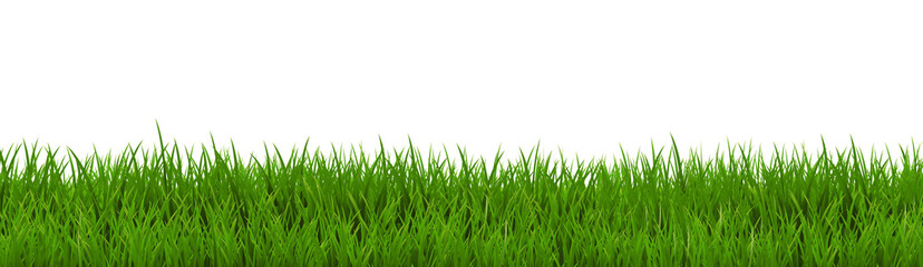 Green Grass Border With Isolated White Background