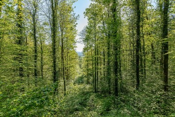 Wald