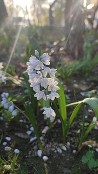Flower Pushkinia. Beautiful white with blue line flower Pushkinia close-up. Primrose. Early flowers of primroses Pushkinia. Petals and stamens of blooming flowers on blurred green background Vertical