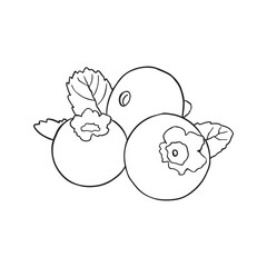 blueberry line drawing