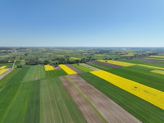 Obraz premium Kwitnący wiosną rzepak podczas bezchmurnego i słonecznego dnia, żółty kwitnący rzepak, rzepak, kwiat rzepaku, pola rzepaku wiosną, kwitnący rzepak na polach uprawnych wiosną 