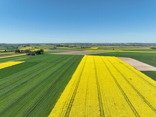 Fototapeta premium Kwitnący wiosną rzepak podczas bezchmurnego i słonecznego dnia, żółty kwitnący rzepak, rzepak, kwiat rzepaku, pola rzepaku wiosną, kwitnący rzepak na polach uprawnych wiosną 