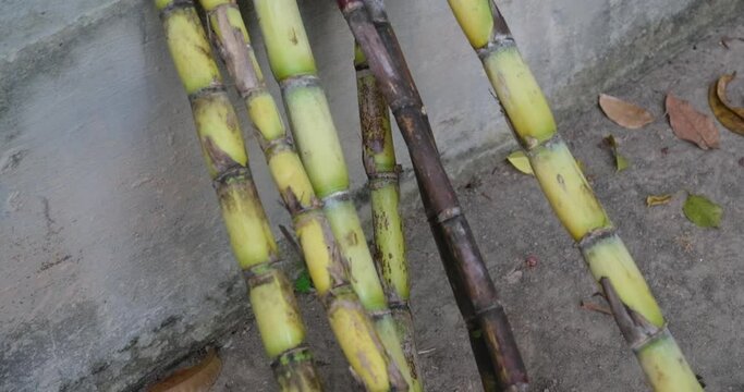 Fresh Sugar Cane Juice. Sari Tebu or Sugar cane juice or garapa is the liquid extracted from sugar cane in milling process. Typical drink from Brazil. organic and natural. Small Business. 4K video
