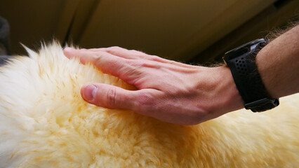 Close-up of a man's hand touching fluffy ginger white fur