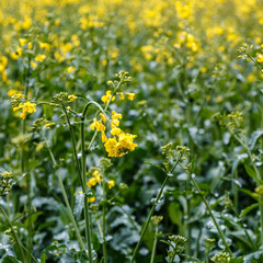 Obraz premium Blooming rapeseed (Brassica napus).Agricultural field with rapeseed plants. Oilseed, canola, colza.Macro shot on flowers. Closeup.