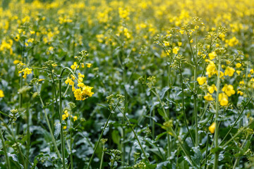 Obraz premium Blooming rapeseed (Brassica napus).Agricultural field with rapeseed plants. Oilseed, canola, colza.Macro shot on flowers. Closeup.