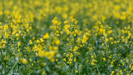 Obraz premium Blooming rapeseed (Brassica napus).Agricultural field with rapeseed plants. Oilseed, canola, colza.Macro shot on flowers. Closeup.