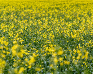 Obraz premium Blooming rapeseed (Brassica napus).Agricultural field with rapeseed plants. Oilseed, canola, colza.Blooming yellow canola flower meadows.