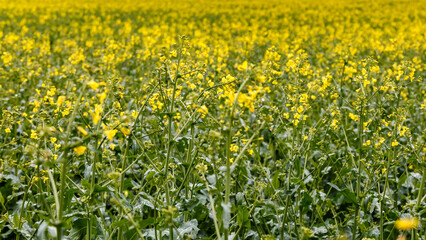 Blooming rapeseed (Brassica napus).Agricultural field with rapeseed plants. Oilseed, canola, colza.Blooming yellow canola flower meadows.