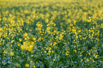 Obraz premium Blooming rapeseed (Brassica napus).Agricultural field with rapeseed plants. Oilseed, canola, colza.Macro shot on flowers. Closeup.