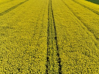 Kwitnący wiosną rzepak podczas bezchmurnego i słonecznego dnia, żółty kwitnący rzepak, rzepak, kwiat rzepaku, pola rzepaku wiosną, kwitnący rzepak na polach uprawnych wiosną
