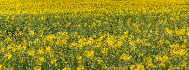 Obraz premium Blooming rapeseed (Brassica napus).Agricultural field with rapeseed plants. Oilseed, canola, colza.Blooming yellow canola flower meadows.