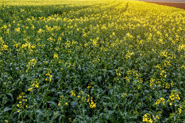 Fototapeta premium Blooming rapeseed (Brassica napus).Agricultural field with rapeseed plants. Oilseed, canola, colza.Blooming yellow canola flower meadows.