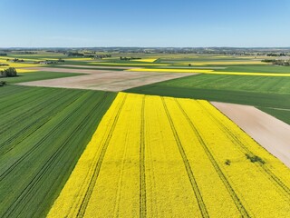 Obraz premium Kwitnący wiosną rzepak podczas bezchmurnego i słonecznego dnia, żółty kwitnący rzepak, rzepak, kwiat rzepaku, pola rzepaku wiosną, kwitnący rzepak na polach uprawnych wiosną 