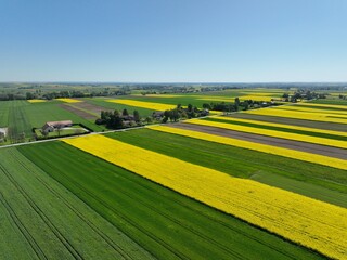 Kwitnący wiosną rzepak podczas bezchmurnego i słonecznego dnia, ż&oacute;łty kwitnący rzepak, rzepak, kwiat rzepaku, pola rzepaku wiosną, kwitnący rzepak na polach uprawnych wiosną
