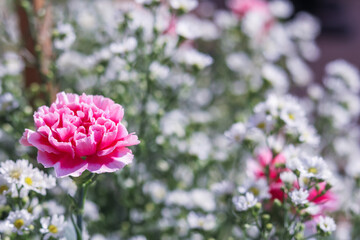 background of beautifully arranged flower and bright colors is backdrop for flower in beautifully arranged garden at flower festival. Beautiful colorful background with Copy Space for inserting text.