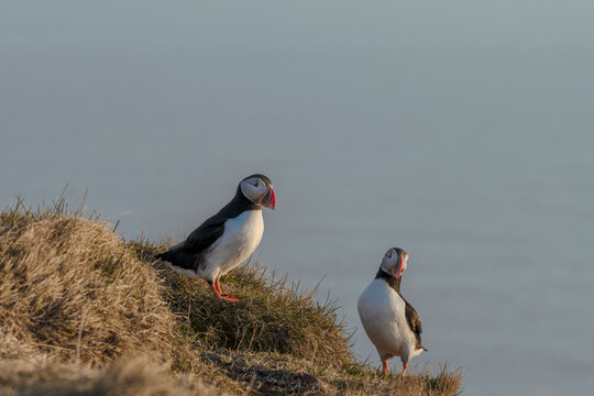 Pair of Atlantic puffins perched on a grassy cliff top with ocean background