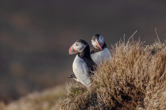 Pair of Atlantic puffins perched on a grassy cliff top with cliffs background