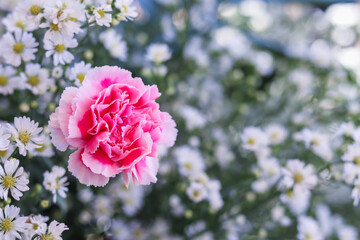 Fototapeta premium background of beautifully arranged flower and bright colors is backdrop for flower in beautifully arranged garden at flower festival. Beautiful colorful background with Copy Space for inserting text.