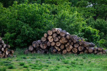 Fire woods at edge of forest