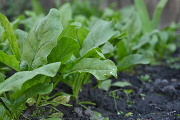 Spinach bushes growing in vegetable garden, Green spinach leaves in the background, picture of green sorrel leaves growing in vegetable garden, organic spinach leaves