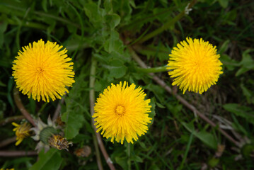 yellow dandelions in a field on a cloudy day in spring