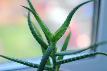 aloe vera is a useful, medicinal plant. minimalism. home floriculture, hobby.
