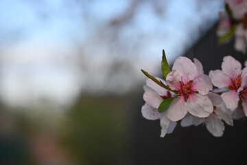 close-up cherry blossoms against blue sky, macro spring tree blossoms against blue sky 