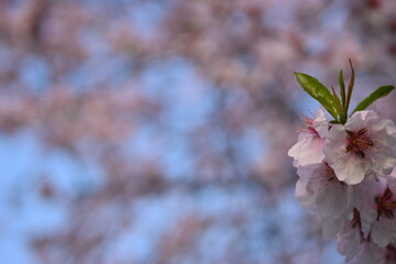 Green roasted asparagus, green branches of cooked asparagus, healthy food, vegetarianism 
