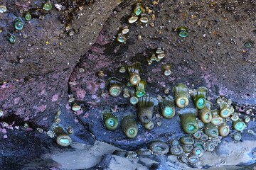 Sea anemones appear to drip off the side of a rock at low tide, on a beach in Yachats, Oregon.