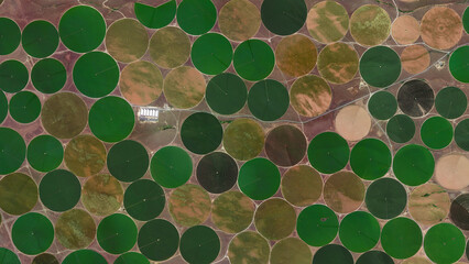 Circular fields, Center pivot irrigation system and food safety, looking down aerial view from...