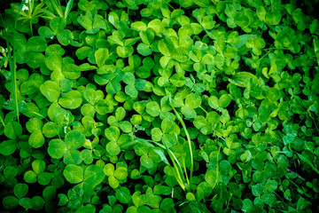 Kleeblatt Wiese im Wald