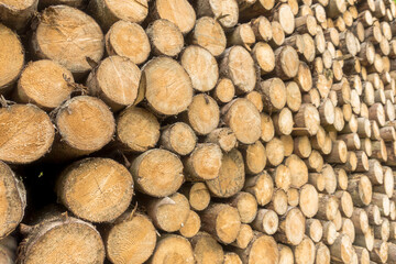 Brennholz Stämme gelagert