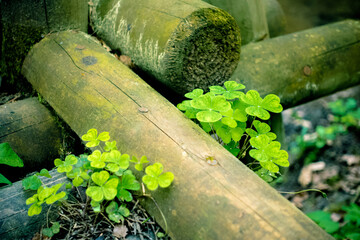 Kleeblatt Wiese im Wald