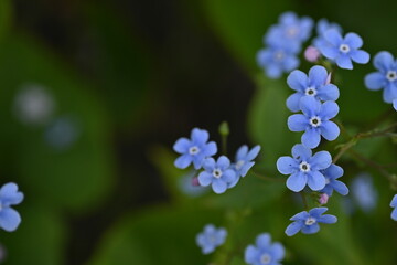 blue forget-me-not flowers as a background, sky color flowers on a green background, evening summer evening, close-up flowers on a blurred background, natural development, photo for inspiration
