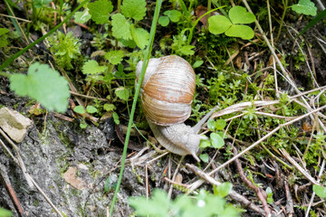 Schnecke im Wlad