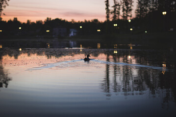Litle duck on a sundown water  © mortexsw