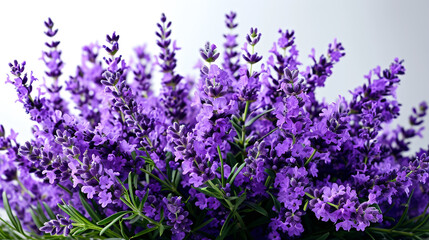 Obraz premium lavender flowers on the white background