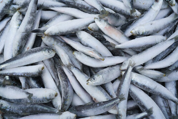 fresh fish at the market