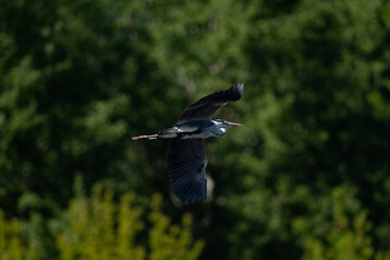 Herons in flight against the background of green trees