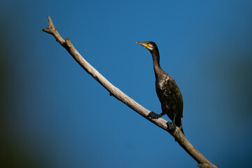 Cormorant sitting on a branch, close-up