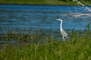great blue heron ardea cinerea